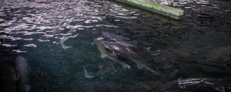鲟鱼的养殖方法，主要以网箱养殖为主