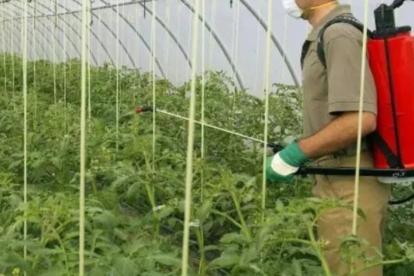 番茄褐斑病危害症状，叶片上有深褐色至黑色斑点状