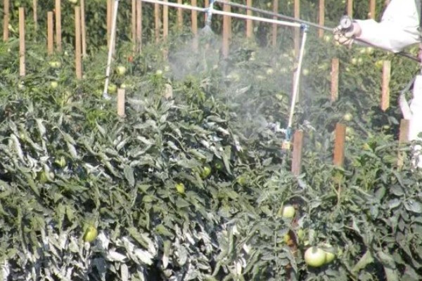 番茄褐斑病危害症状，叶片上有深褐色至黑色斑点状