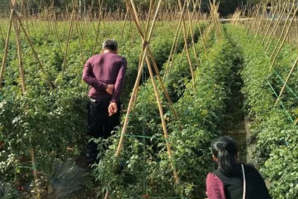 番茄褐斑病危害症状，叶片上有深褐色至黑色斑点状