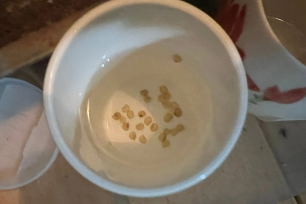 番茄褐斑病危害症状，叶片上有深褐色至黑色斑点状