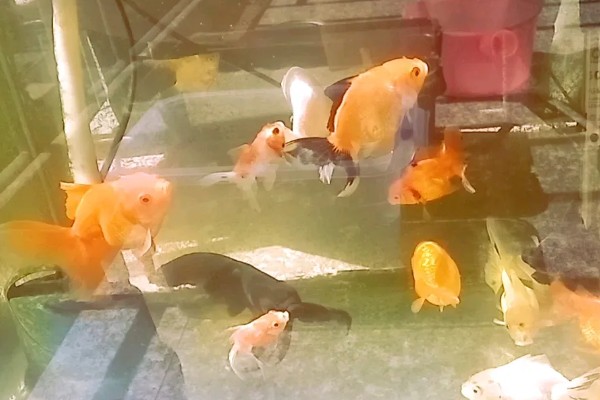 家里养的鱼要不要晒太阳，晒光时间不能太长而且不宜接受直射光