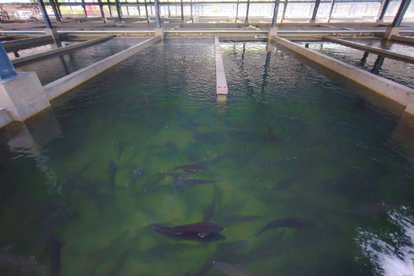 鲟鱼的养殖方法，主要以网箱养殖为主