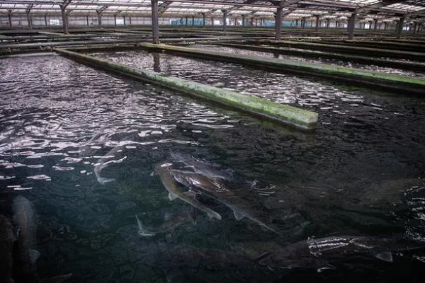 鲟鱼的养殖方法，主要以网箱养殖为主