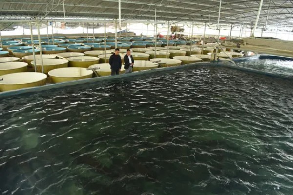 鲟鱼的养殖方法，主要以网箱养殖为主