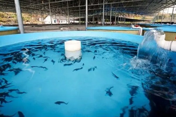 鲟鱼的养殖方法，主要以网箱养殖为主
