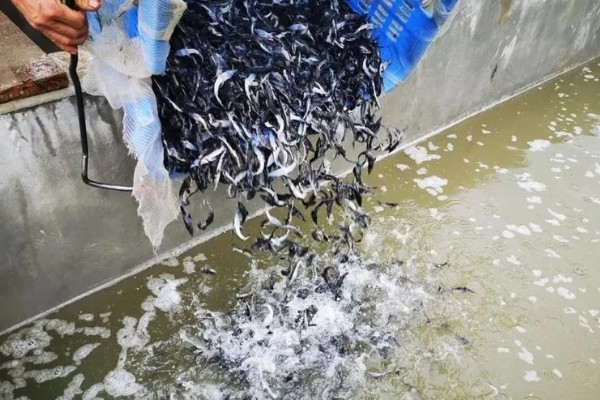 鲟鱼的养殖方法，主要以网箱养殖为主