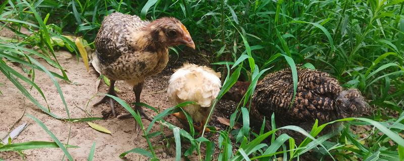 小山鸡吃什么,小山鸡以各种昆虫、小型两栖动物、谷类、豆类等为食