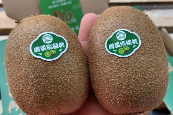 和平1号猕猴桃简介，单果平均体重约在80g以上