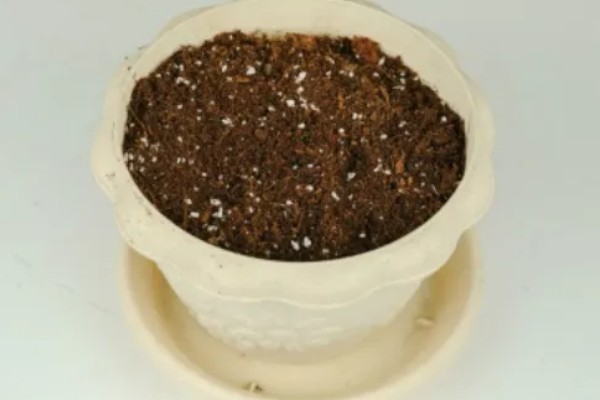 家庭种植芦笋的方法，通常选择播种种植