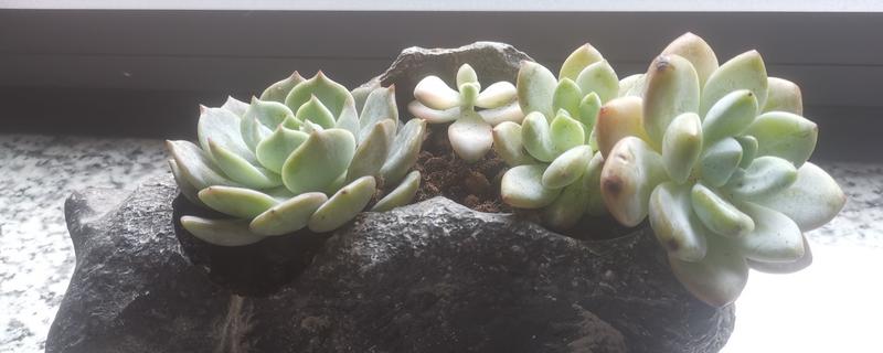 梅雨季节怎么养多肉，要做好排水措施