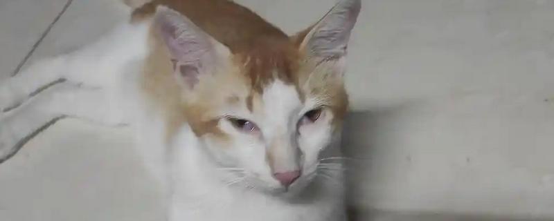 猫第三眼睑为什么会外露，可能是眼睛受到刺激、颈部受伤等因素所致