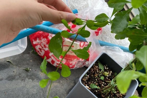 寒丁子花怎么养殖，放在散光充足的位置可促进生长开花