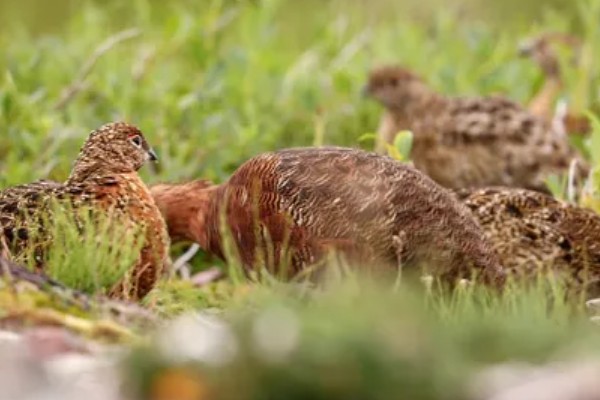小山鸡吃什么，小山鸡以各种昆虫、小型两栖动物、谷类、豆类等为食