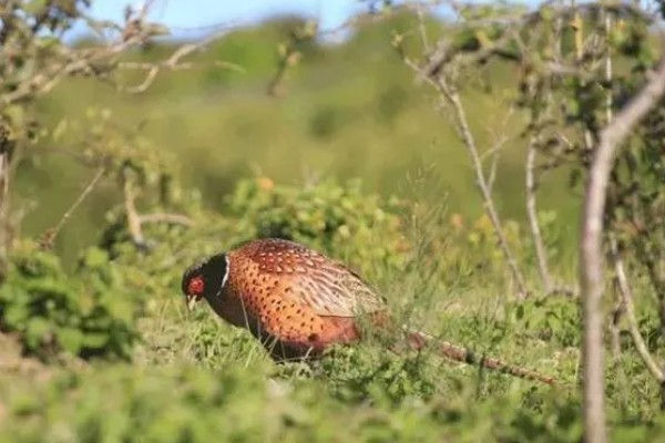小山鸡吃什么，小山鸡以各种昆虫、小型两栖动物、谷类、豆类等为食