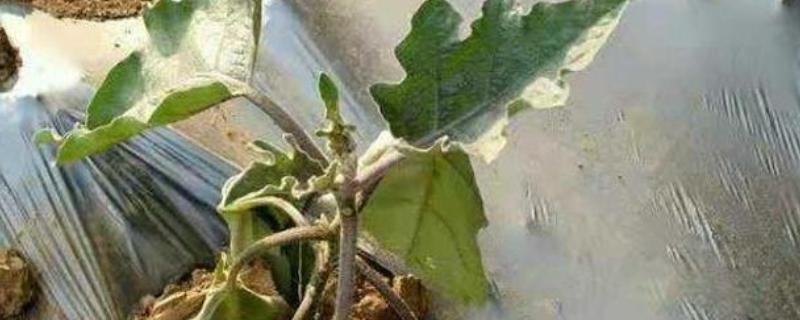 茄子根腐病怎么防治，发病初期可喷施多菌灵等药物