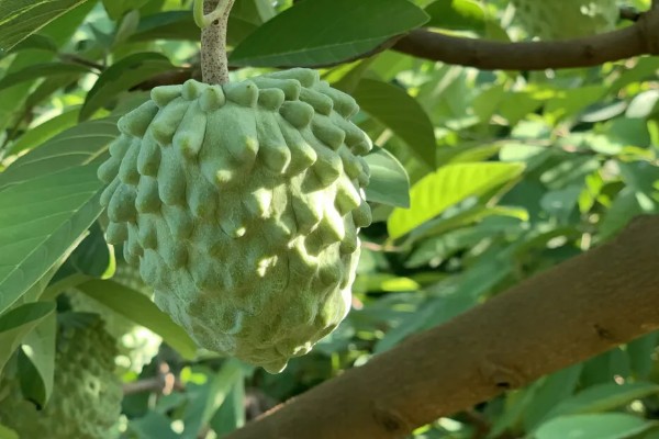 释迦果简介，一般是指番荔枝