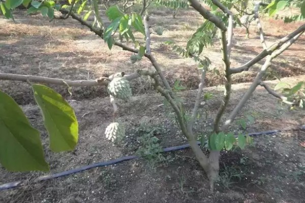 释迦果简介，一般是指番荔枝