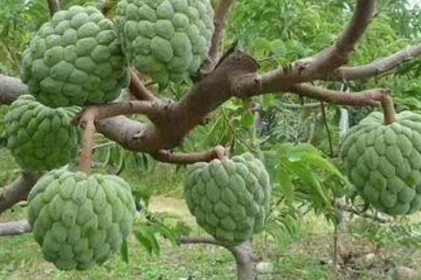 释迦果简介，一般是指番荔枝