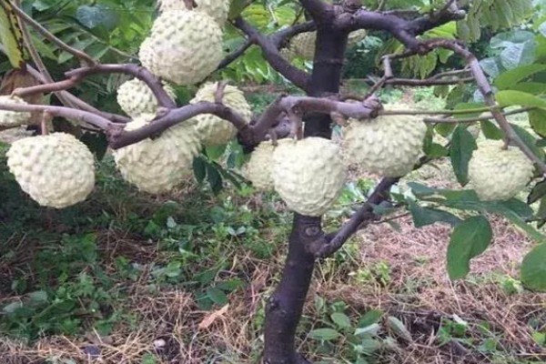 释迦果简介，一般是指番荔枝