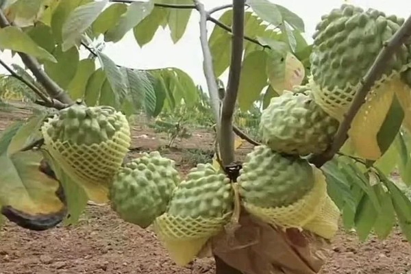 释迦果简介，一般是指番荔枝