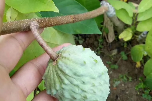 释迦果简介，一般是指番荔枝
