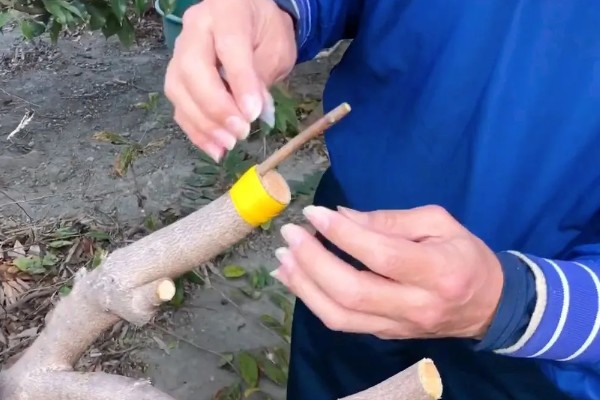 释迦果简介，一般是指番荔枝
