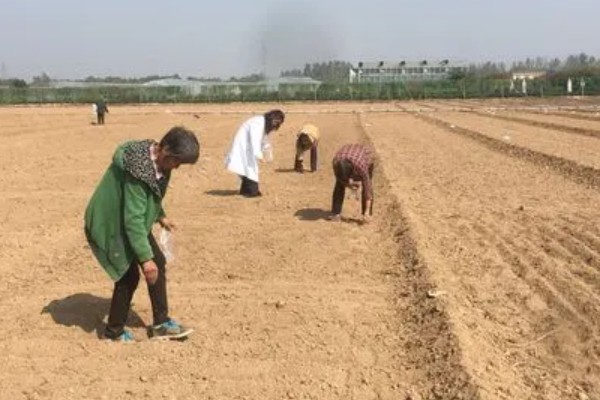 释迦果简介，一般是指番荔枝