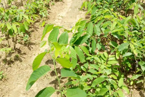 释迦果简介，一般是指番荔枝