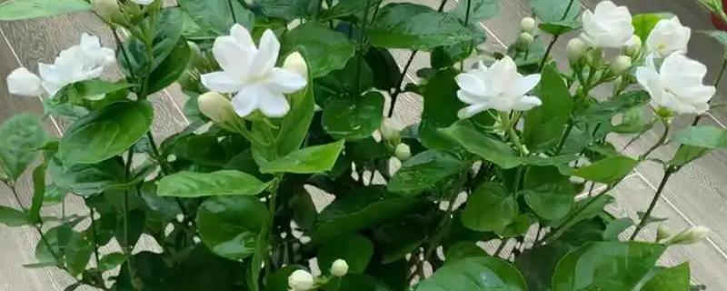 养殖茉莉花的方法，春秋季节每隔2-3天浇一次水