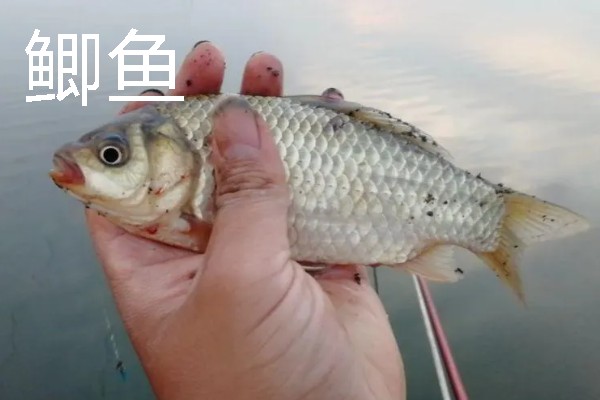溪流钩推荐品牌，土肥富、鳞影、黑金刚等品牌值得考虑