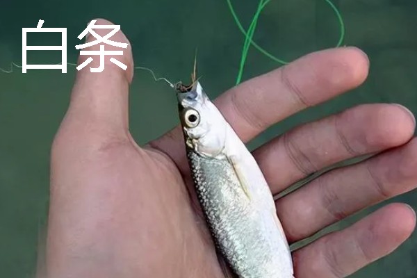 溪流钩推荐品牌，土肥富、鳞影、黑金刚等品牌值得考虑