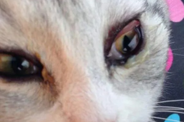 猫第三眼睑为什么会外露，可能是眼睛受到刺激、颈部受伤等因素所致