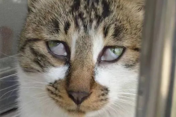 猫第三眼睑为什么会外露，可能是眼睛受到刺激、颈部受伤等因素所致