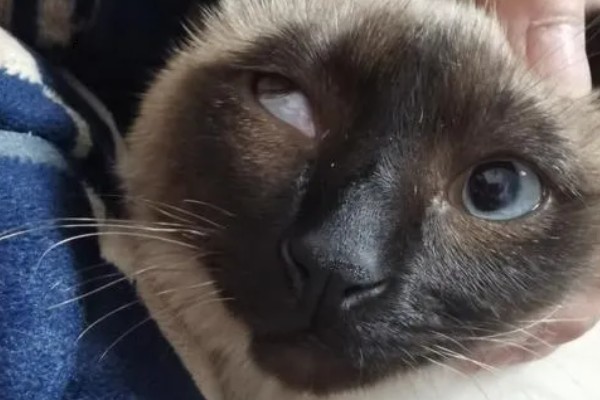 猫第三眼睑为什么会外露，可能是眼睛受到刺激、颈部受伤等因素所致