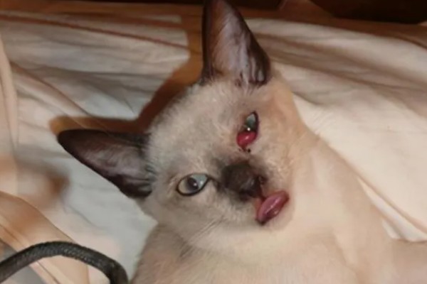 猫第三眼睑为什么会外露，可能是眼睛受到刺激、颈部受伤等因素所致