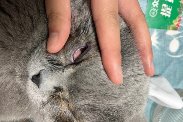 猫第三眼睑为什么会外露，可能是眼睛受到刺激、颈部受伤等因素所致