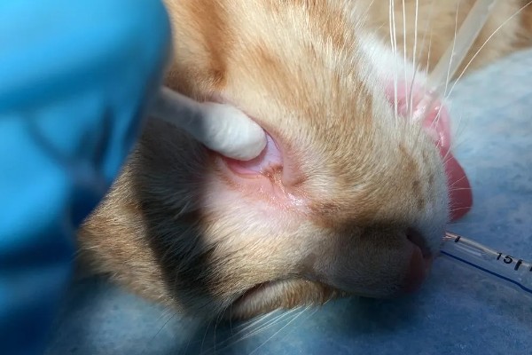 猫第三眼睑为什么会外露，可能是眼睛受到刺激、颈部受伤等因素所致