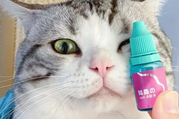 猫第三眼睑为什么会外露，可能是眼睛受到刺激、颈部受伤等因素所致
