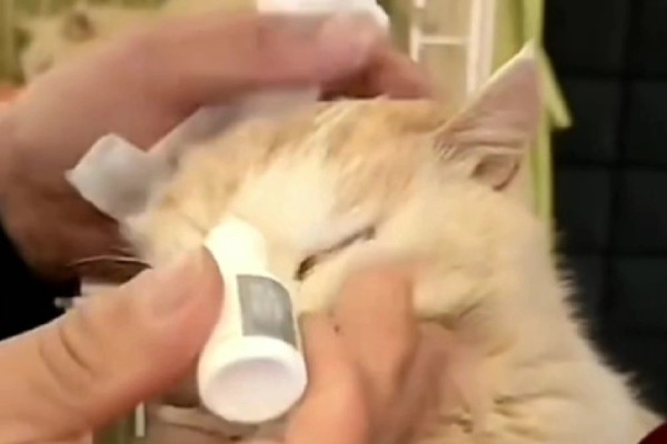 猫第三眼睑为什么会外露，可能是眼睛受到刺激、颈部受伤等因素所致