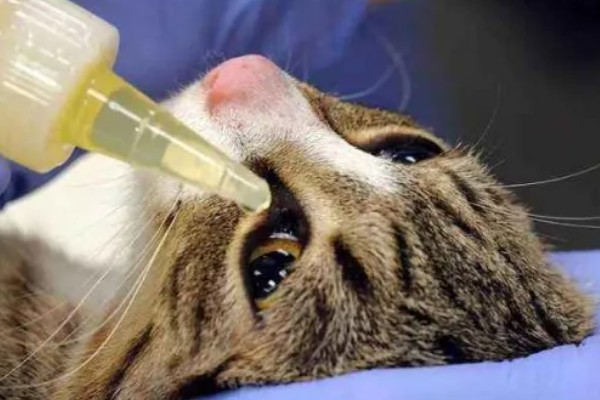 猫第三眼睑为什么会外露，可能是眼睛受到刺激、颈部受伤等因素所致