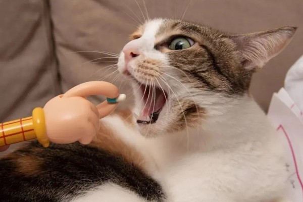 猫第三眼睑为什么会外露，可能是眼睛受到刺激、颈部受伤等因素所致