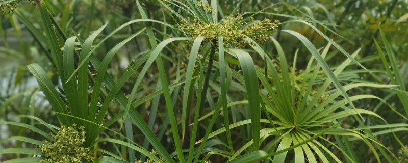 风车草叶子发黄的原因，可能是光照强烈所致