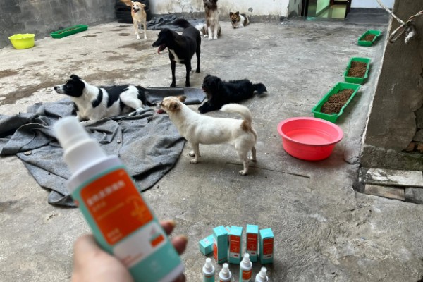 处理狗狗伤口的方法，止血是第一要务