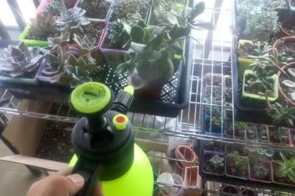 梅雨季节怎么养多肉，要做好排水措施