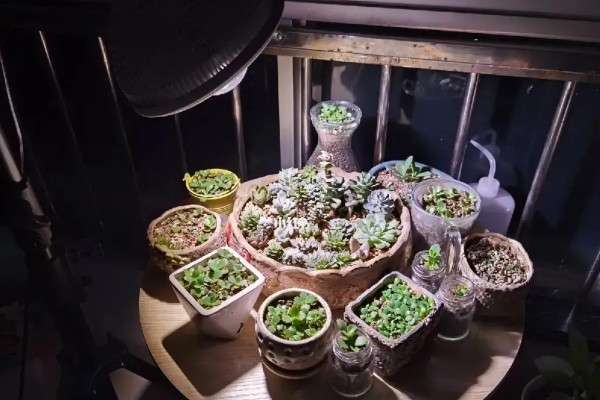 梅雨季节怎么养多肉，要做好排水措施