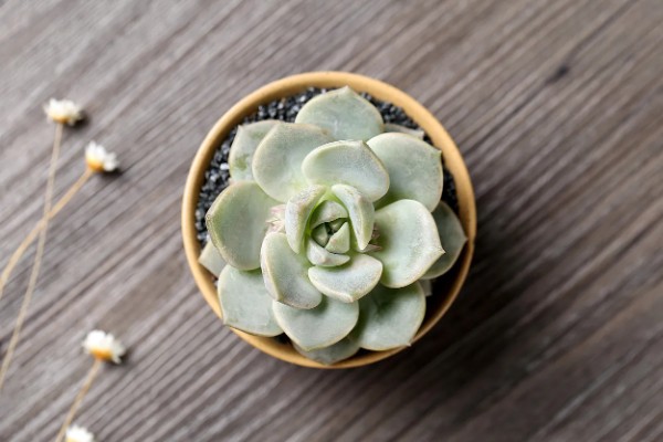 梅雨季节怎么养多肉，要做好排水措施
