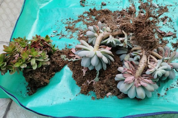 梅雨季节怎么养多肉，要做好排水措施