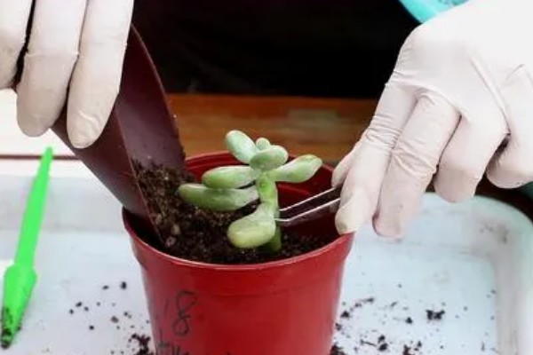 梅雨季节怎么养多肉，要做好排水措施