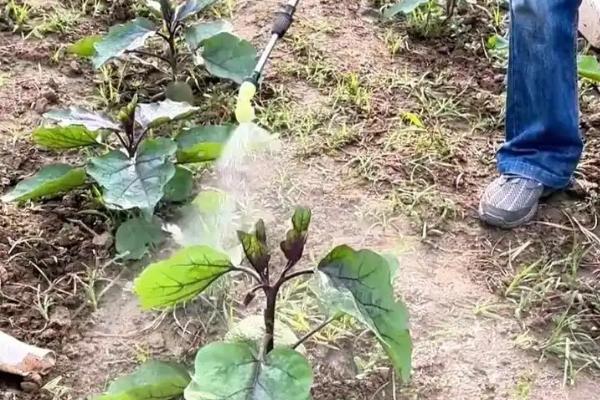 茄子根腐病怎么防治，发病初期可喷施多菌灵等药物